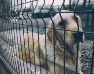 Seimas sugriežtino atsakomybę už gyvūnų nepriežiūrą ir žiaurų elgesį su jais